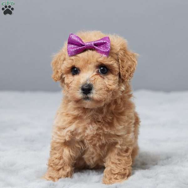 Sandy, Bich-Poo Puppy